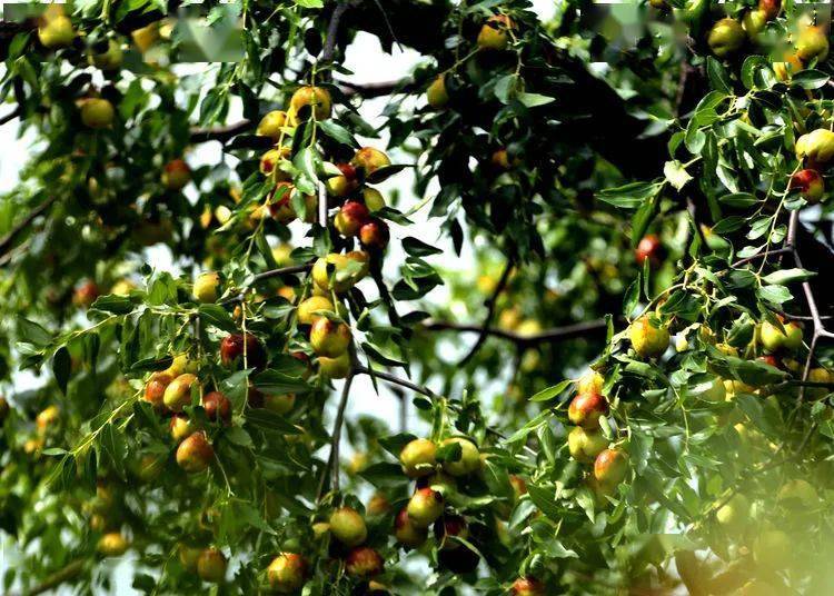 关注大荔有个枣树公园这里很美