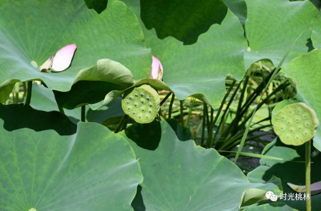 荷花盛開扮靚桃林溝