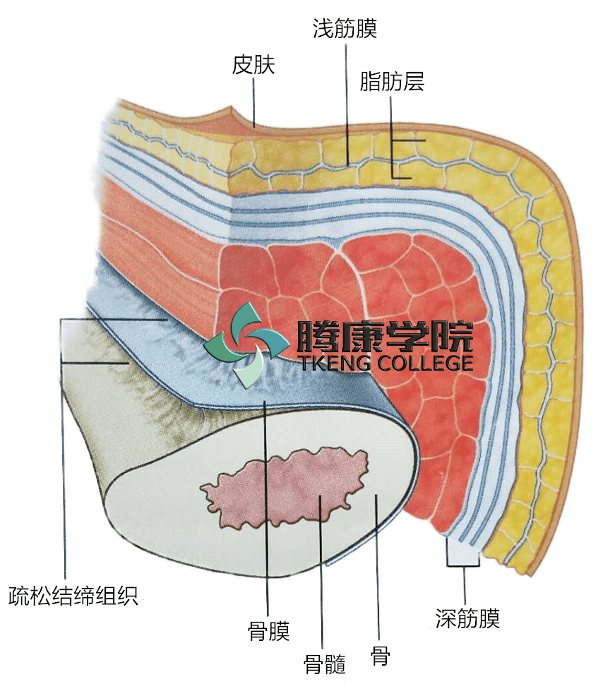 smas筋膜层解剖图图片
