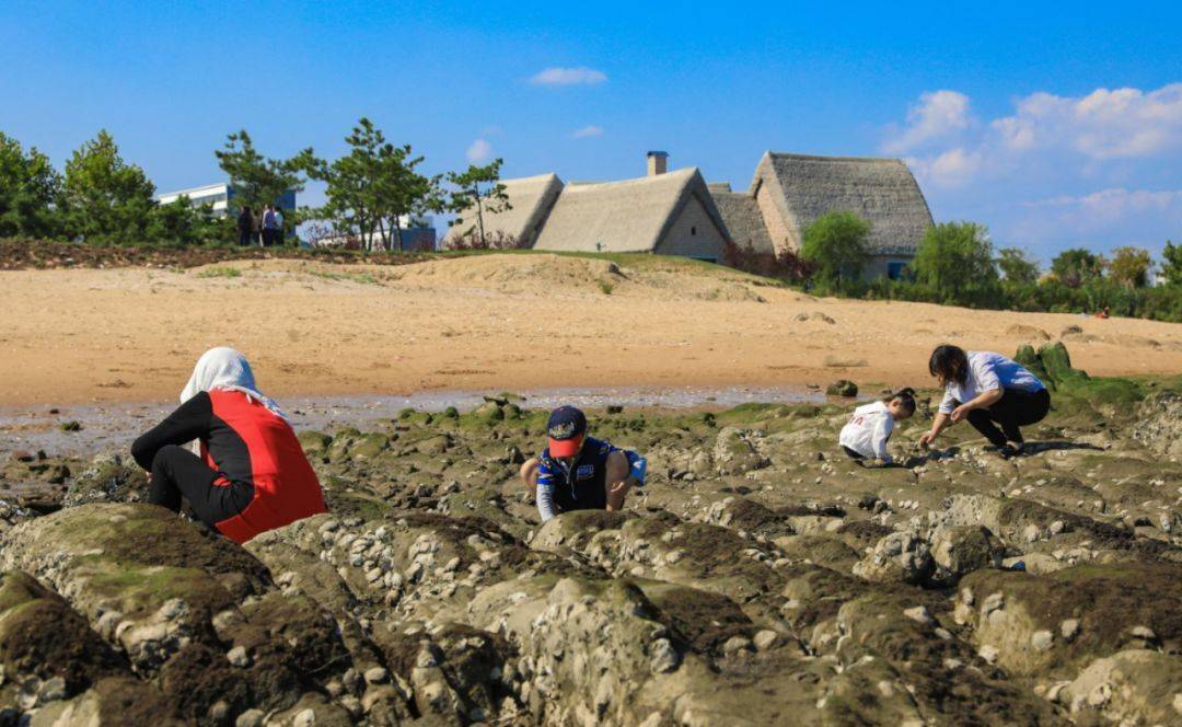 东楮岛东楮岛有300亩的天然赶海滩涂,盛产海参,螃蟹,扇贝,牡蛎等海