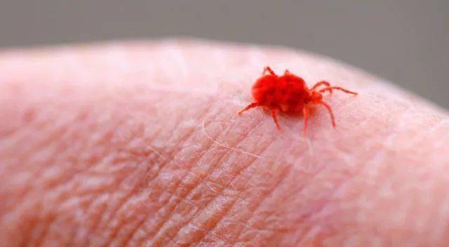 一种,也不管是在家中,还是在办公室,只要长期生活在屋尘中就是屋尘螨