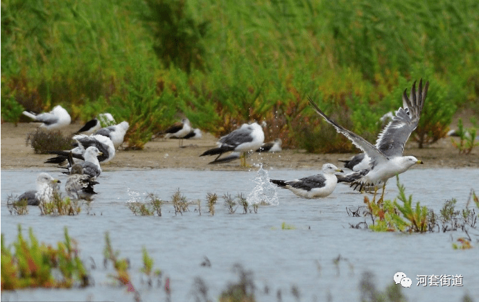 媒体河套青岛市城阳区河套街道鸥鸟乐园生态美