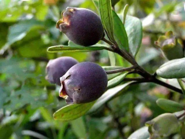 300蚊斤广东这种随处可见的野果浑身是宝