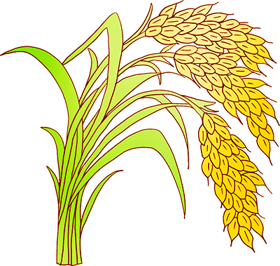 今天僰王山农民丰收节开幕了打谷子打糍粑徒手抓鱼耍得嗨