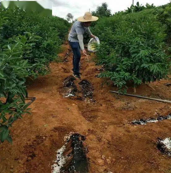 秋季施肥时大量断根对果树究竟好不好