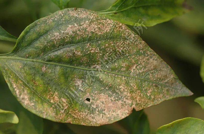 抓住适期防治辣椒疮痂病