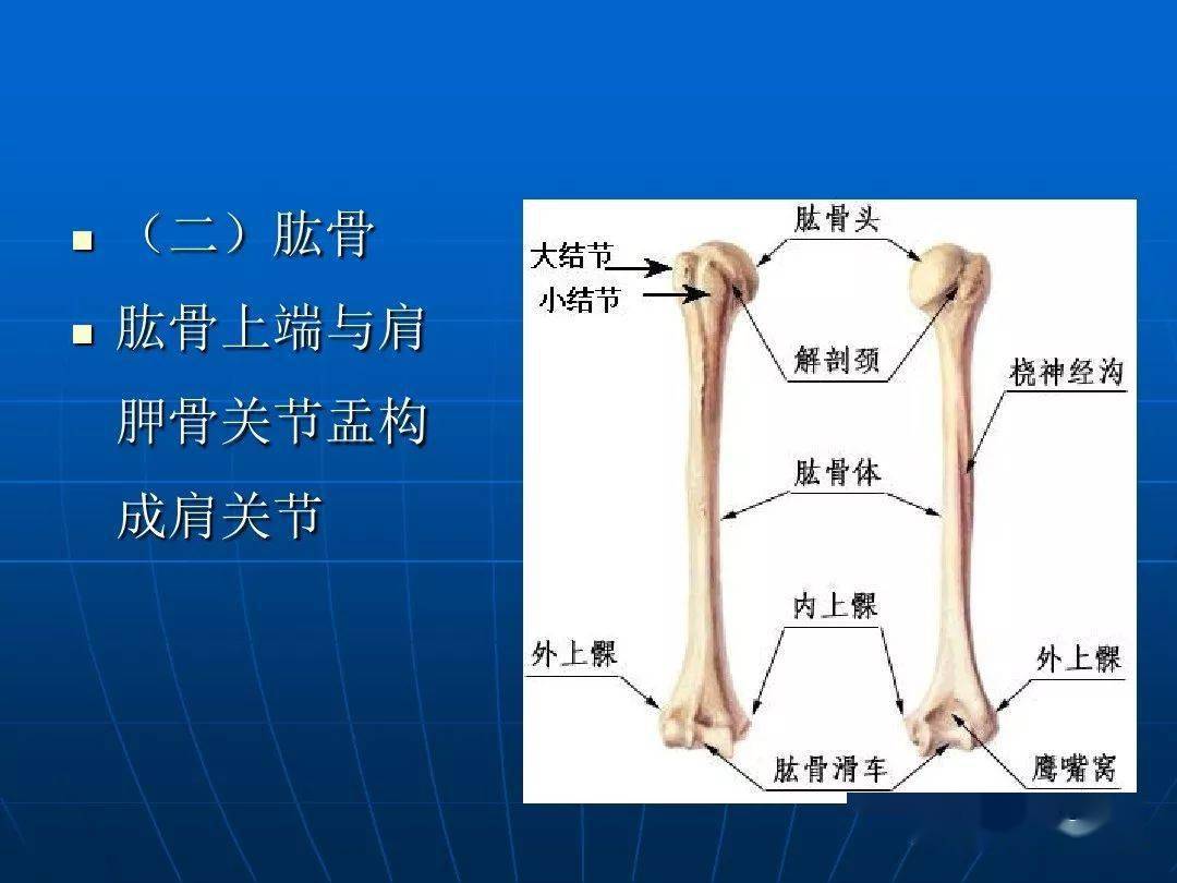 解剖肩關節應用解剖