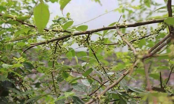 临湘农村山上这个宝正大量上市用来炒菜超级香