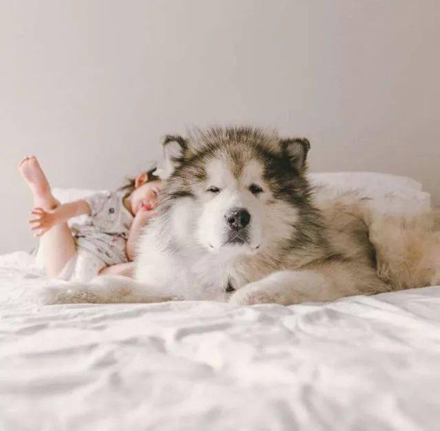 一只毛茸茸的阿拉斯加猪感觉太暖了