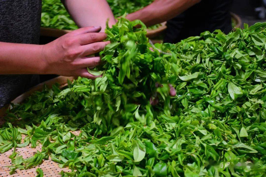 也讲究看茶叶浪青轻重,让茶叶发酵充分,也不得提前杀青,观茶叶发酵