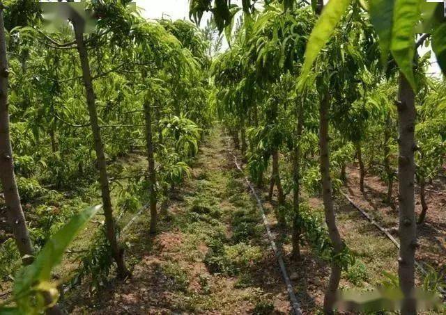 67赣南种植桃树采果后管理要加强