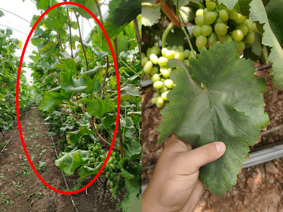 葡萄转色期,产品该如何选择?
