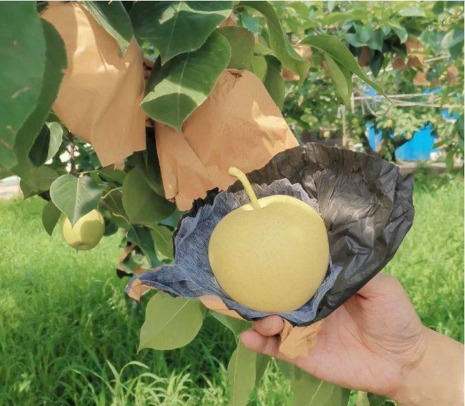 状元冰糖梨肉质细脆石细胞少汁多香浓浓甜可口品质上等中早熟梨当家