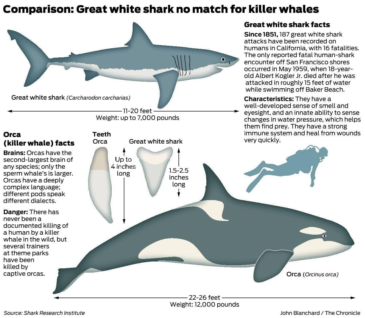 鲸鱼鲨鱼区别图片对比图片