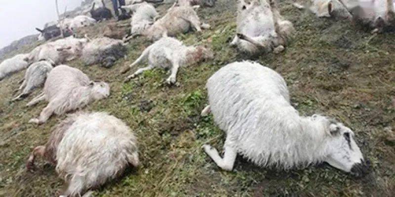 尼泊尔天气超极端闪电一夜劈死500只羊