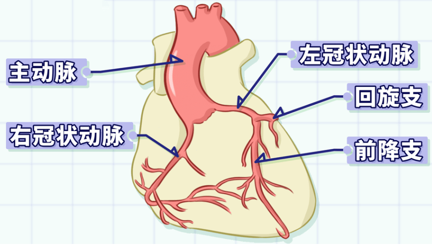 右冠状动脉主要为心脏后壁,下壁的心肌供应血液