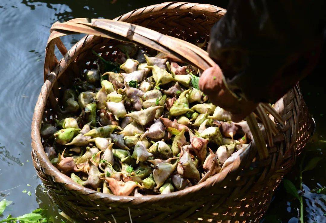 刚摘下来的四角菱