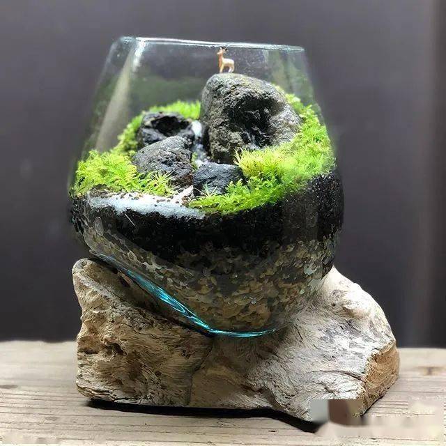 苔藓景观——自然界的诗篇与城市绿肺