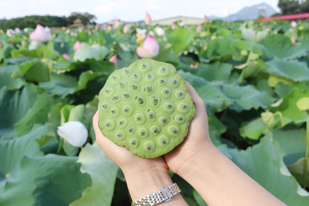 现摘鲜发清热降火范县新鲜莲蓬398元3斤脆嫩可口入口生香