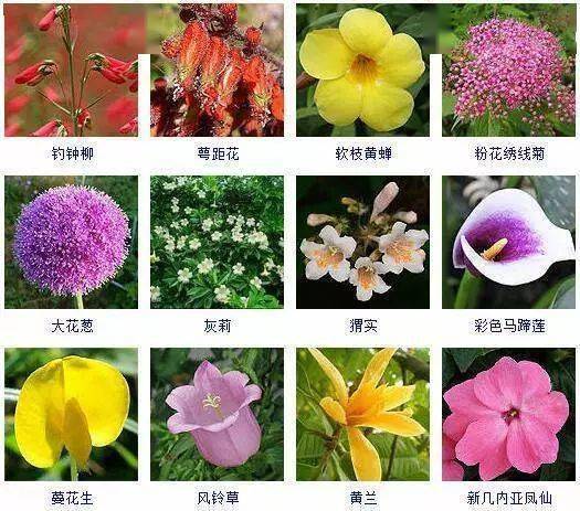 收藏 | 432种观花植物品种图鉴,看图就识花!