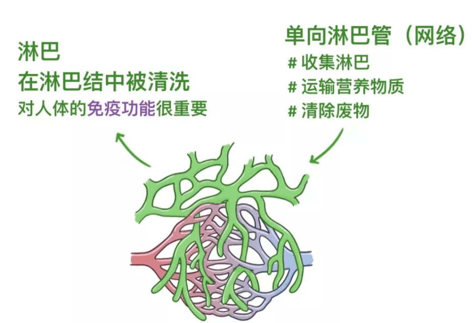 【每日一讲】第274期 淋巴器官