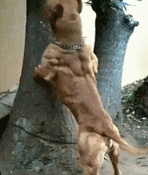 搞笑动态趣图gif:想不想看健身汪的腱子肉?