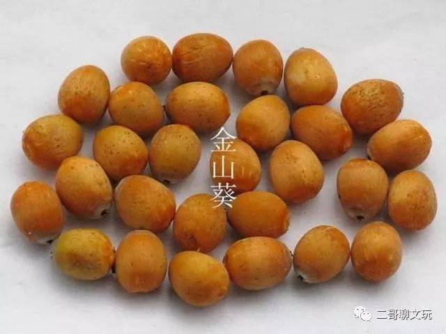 原来我们买的手串招财鼠公园里就种了许多秋天一到落满地