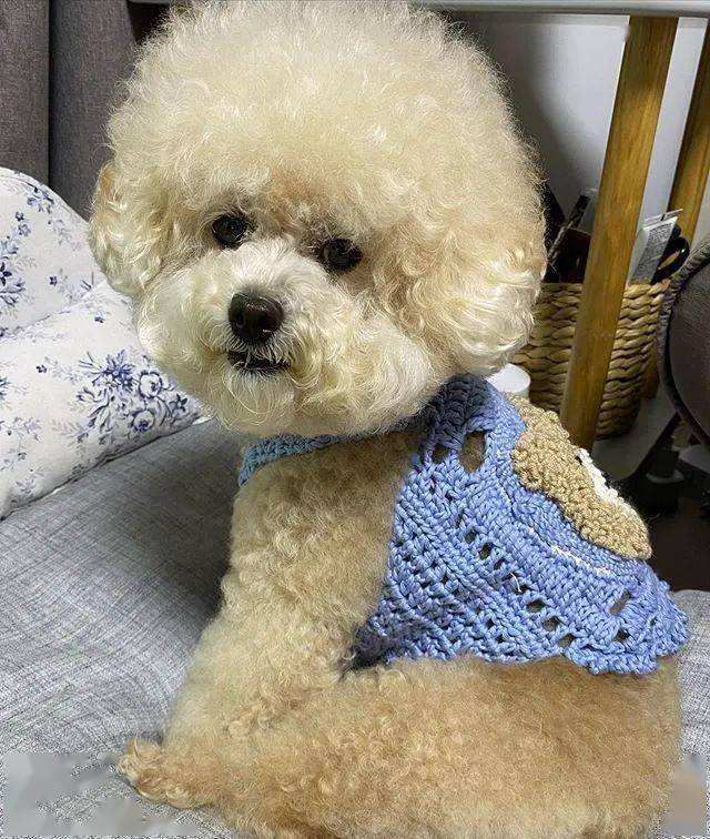 妹子给小贵宾织了件毛衣狗狗穿上以后简直萌爆了