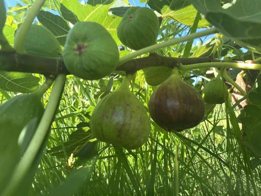 甜蜜来袭,江管村无花果采摘正当时,周末约起!