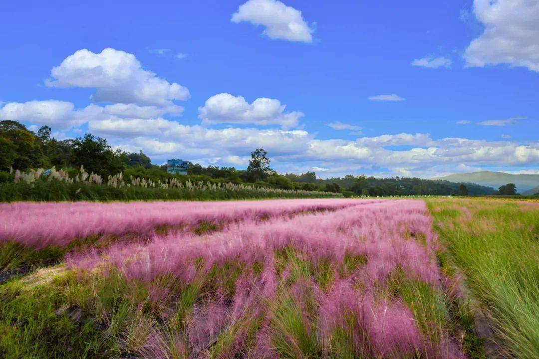 龙川四都花海图片