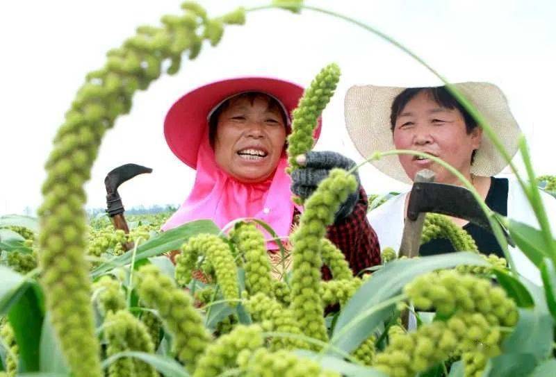 小杂粮也有大作为_种植