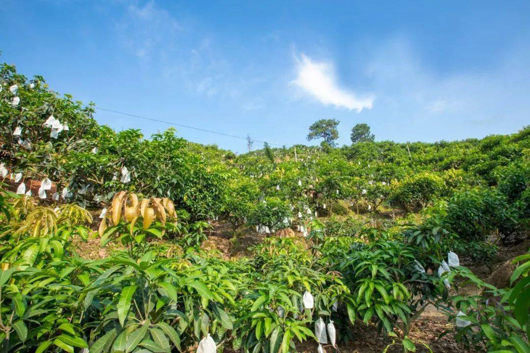 大到單手抓不住的凱特芒果皮薄肉厚一口甜到你心坎