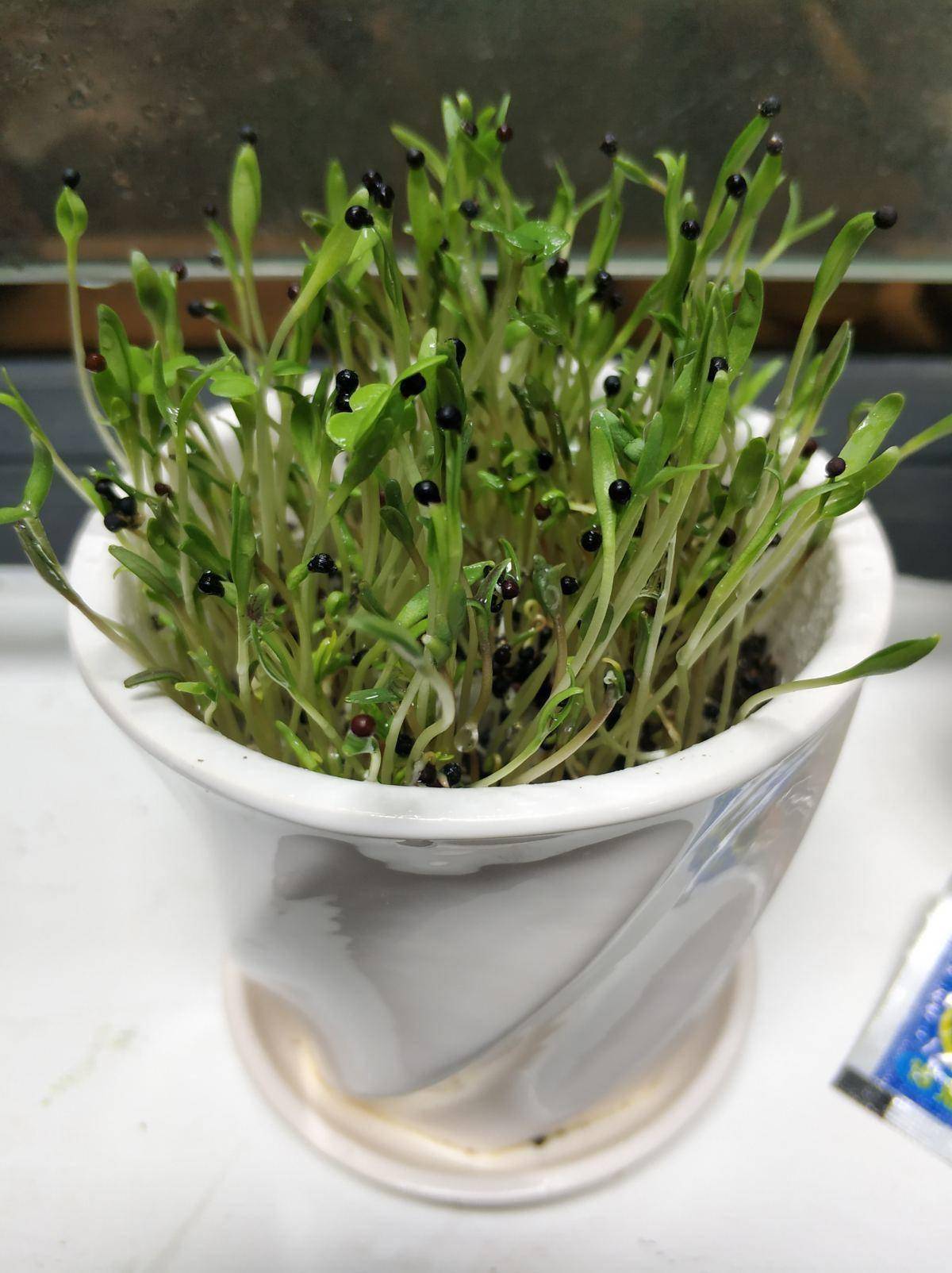 满天星的生长对土壤是有要求的,一定要选择疏松的土壤,在它的生长过程