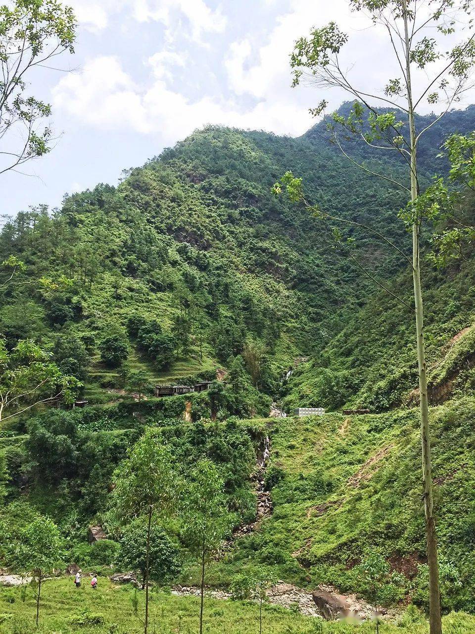 见过罗定分界镇这纯粹的绿我的眼里再也容不下其他颜色