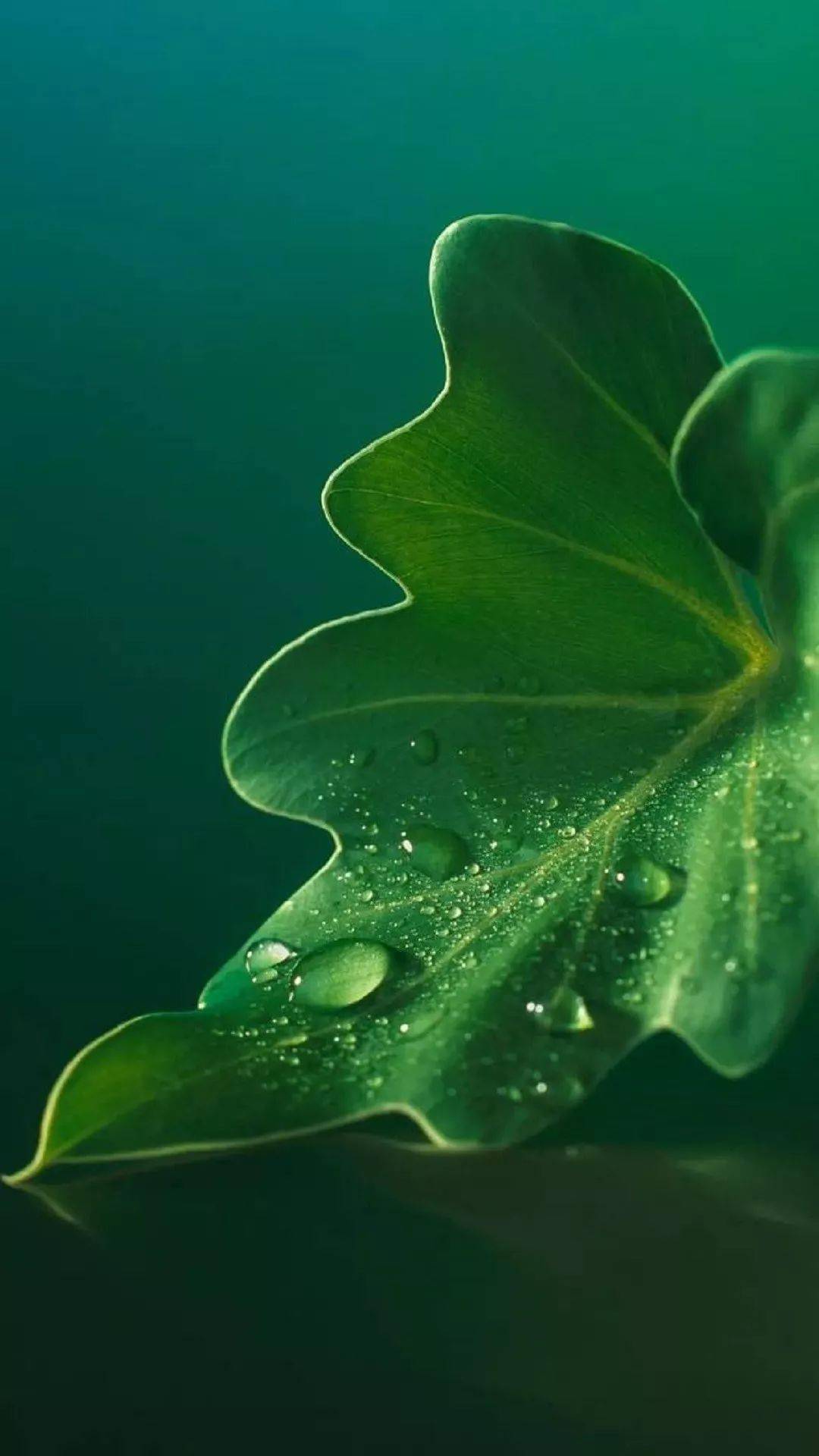 壁纸 | 朋友圈里未必都是朋友  但黑名单总有故人