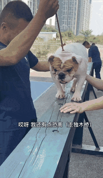 346_599竖版 竖屏gif 动态图 动图