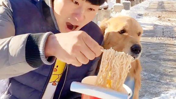 爸爸吃泡面烫到嘴金毛贴心将泡面拿到雪地里凉面冻的站起来了
