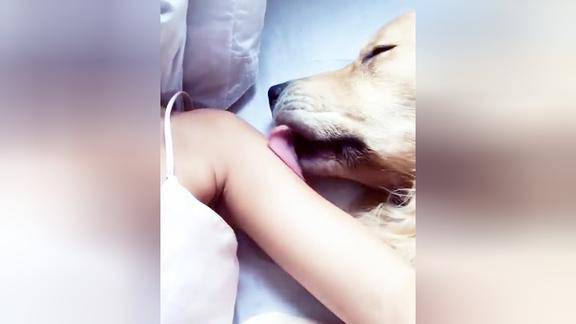 狗狗躺在女主人身边睡觉结果舌头舔得停不下来太有趣了