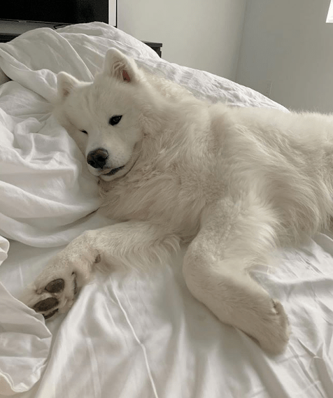 萨摩成天一副睡不醒的样子网友看完笑喷这不就是上班的我嘛