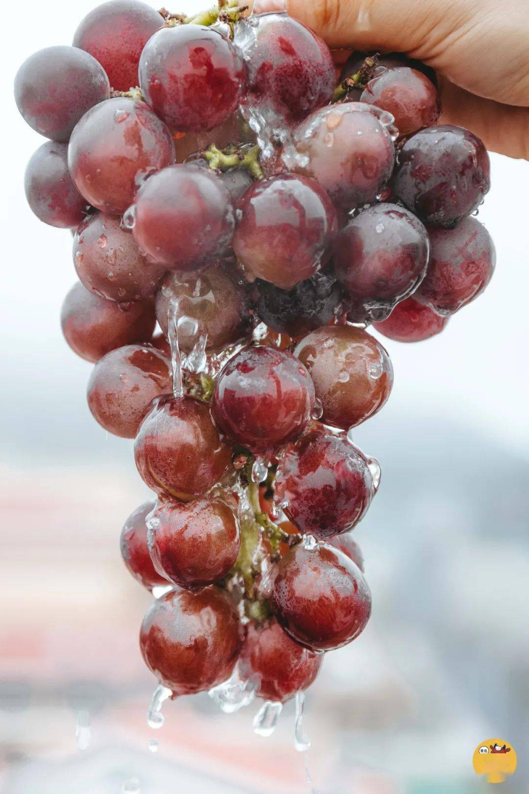 grape○ ● ○喜茶出冰棒了?奈雪出冰淇淋了?星巴克出茶盖了?