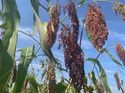 看到了乡村振兴的希望让梁庄村农民高粱产业的发展