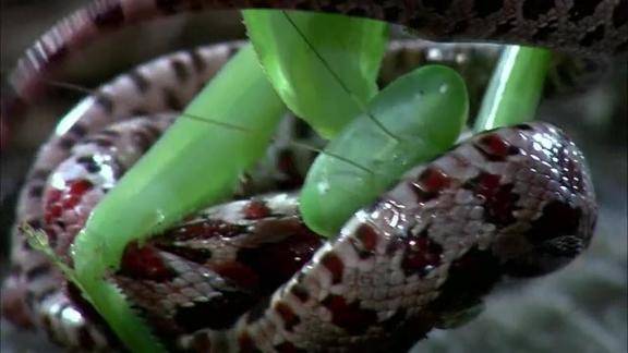 螳螂捕食玉米蛇你不曾看过的瞬间