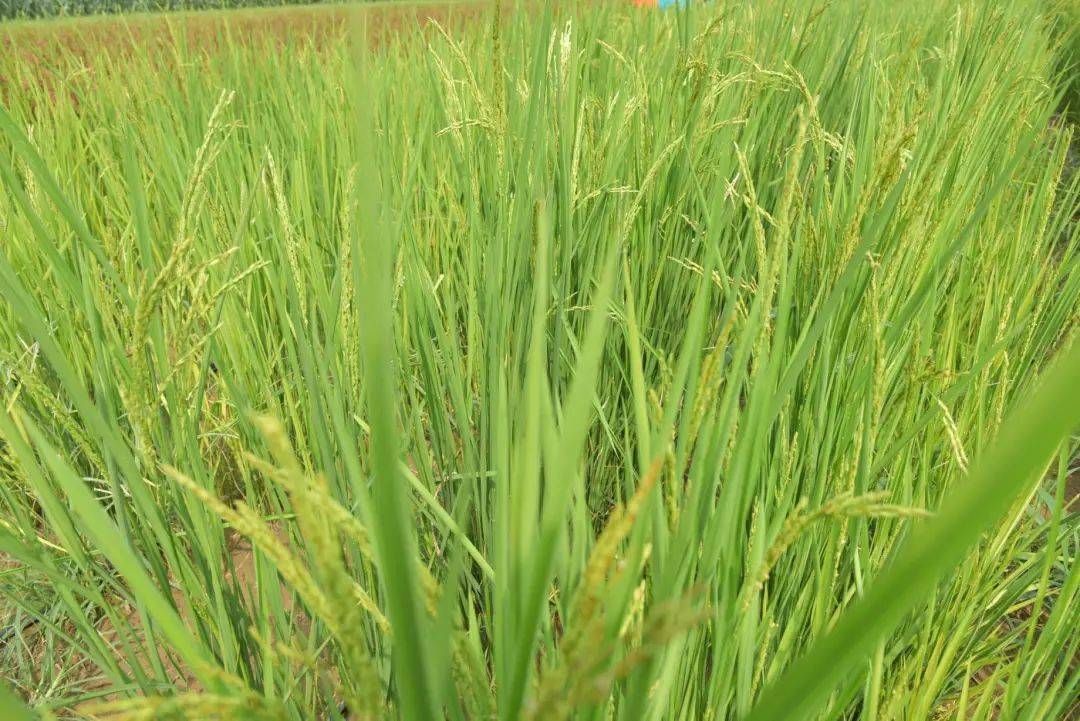 吴清保合作,历经13年从103种旱稻中培育优选出50多