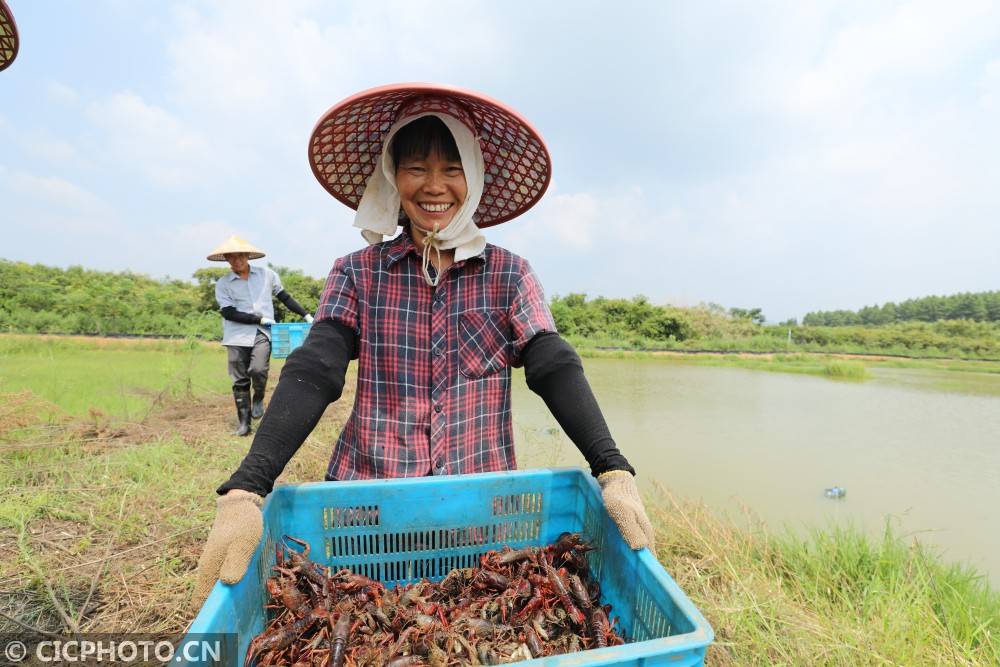 江西莲花小龙虾养殖助农增收