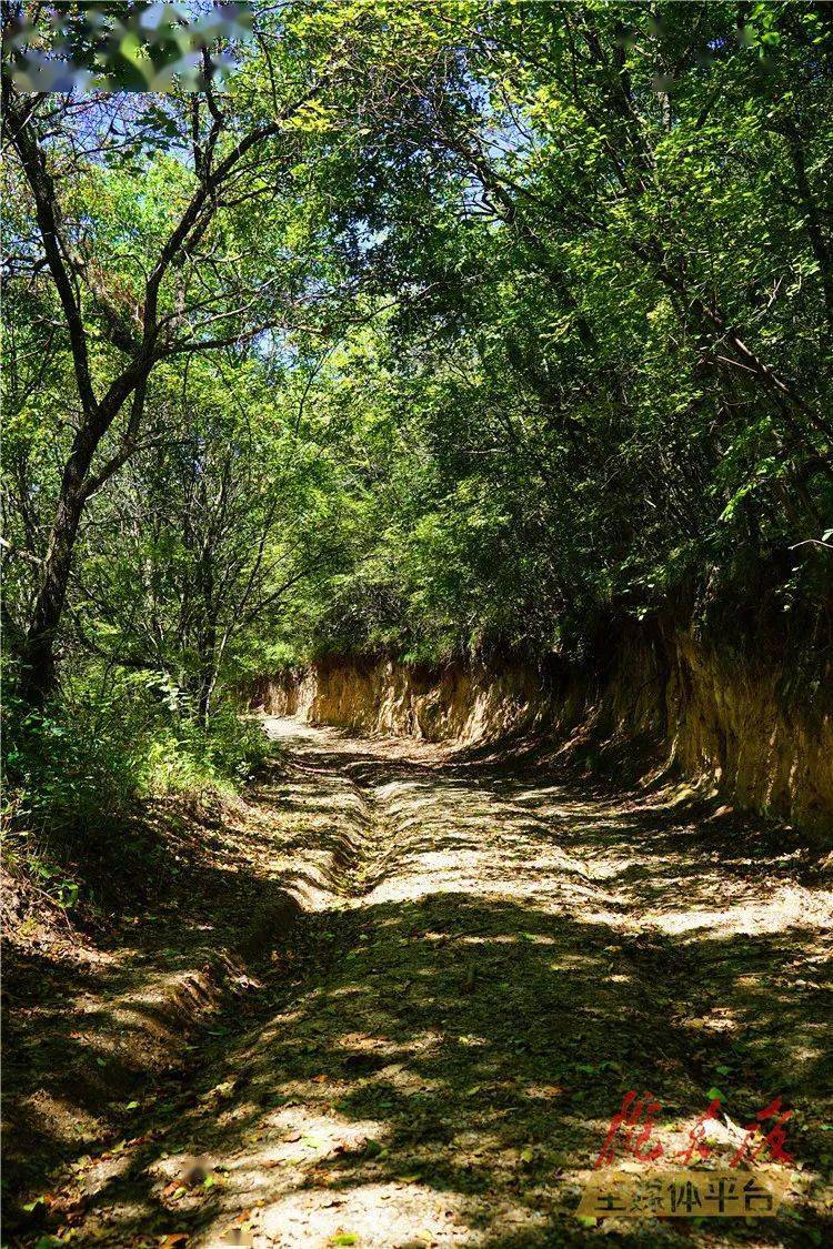 出发,跟庆阳作家摄影家一起寻找山林"野趣"