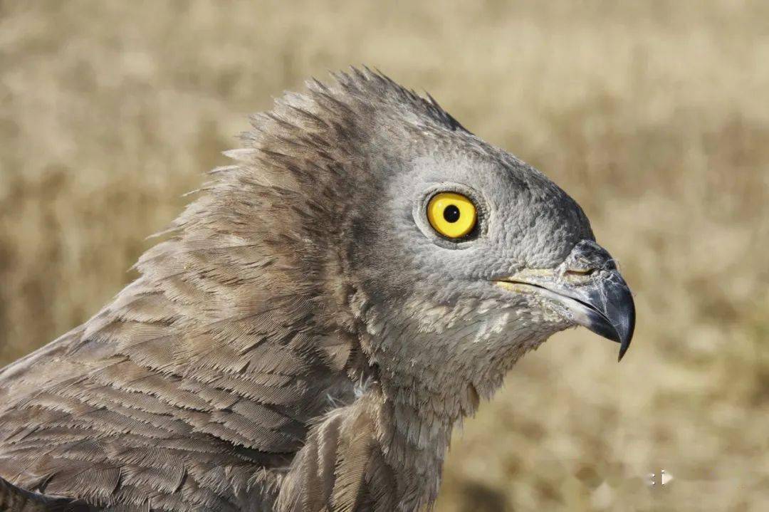 物种图册凤头蜂鹰