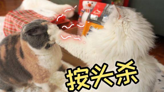 两只猫吸完猫薄荷开始打架一个按头杀一个泰山压顶观众看呆了