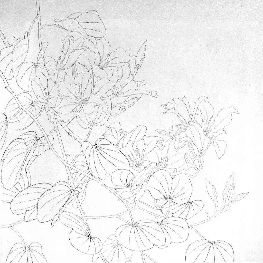 紫荆叶子简笔画图片