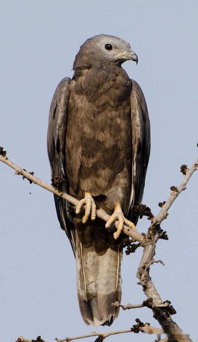 物种图册-凤头蜂鹰