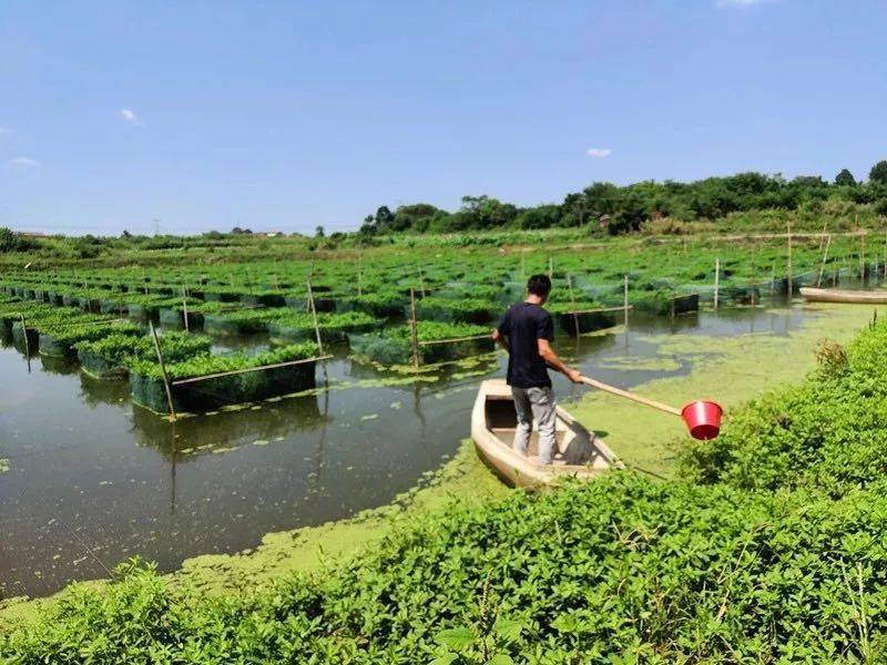李家湾村黄鳝养殖基地